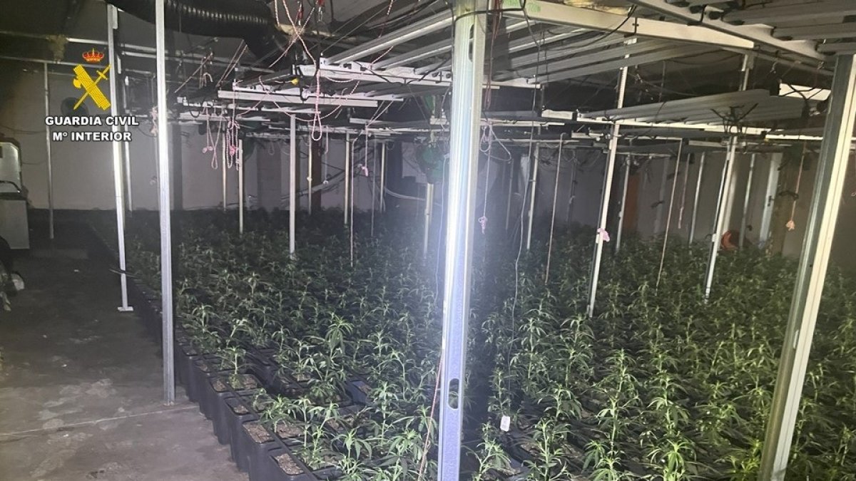 Plantación confiscada en Orihuela