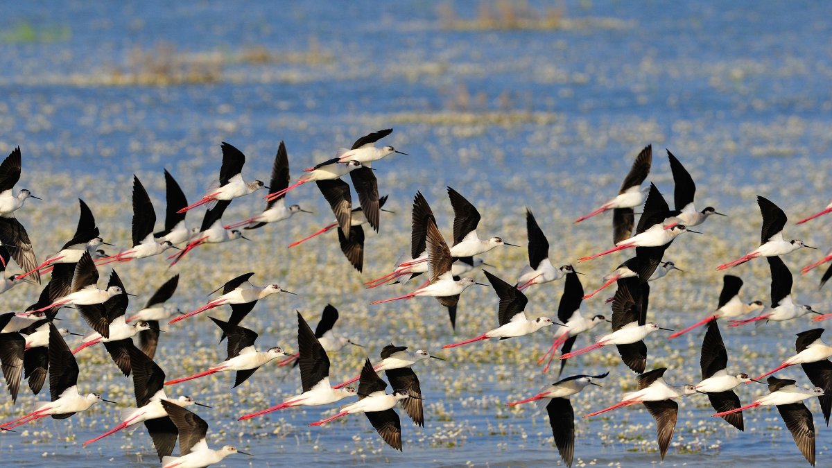La gripe aviar llega al espacio natural de Doñana y obliga a tomar medidas