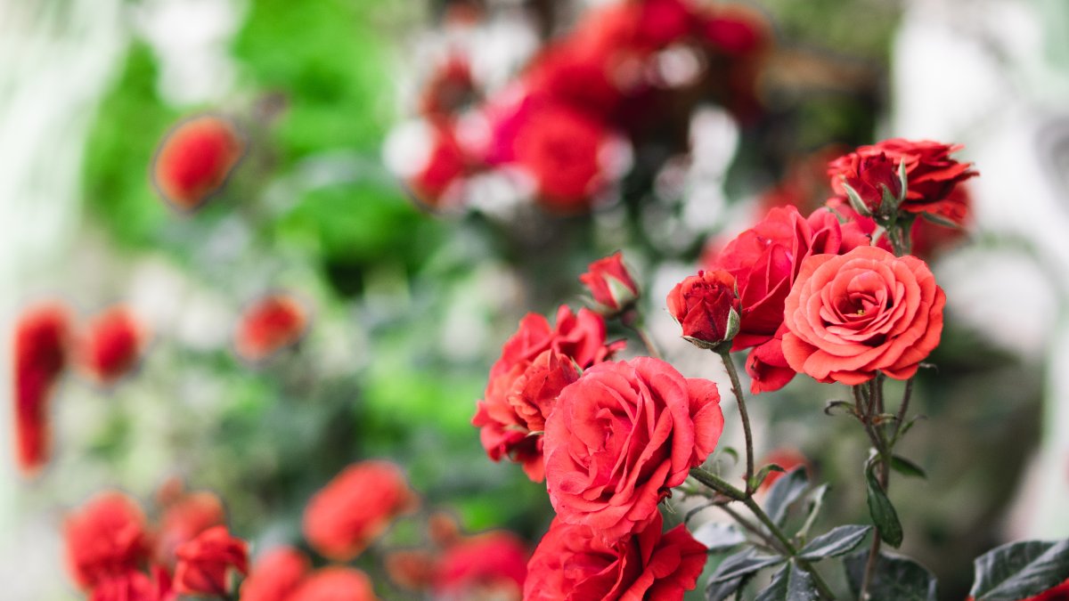 Oler aroma de rosas puede aumentar la materia gris del cerebro, según un estudio japonés