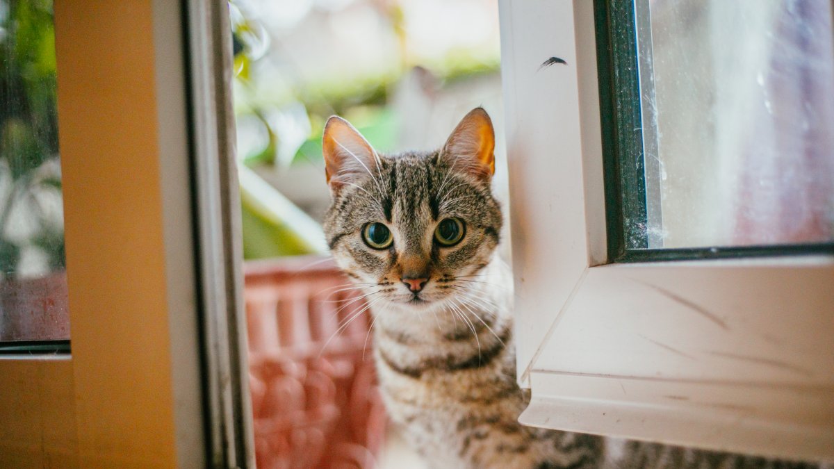 El secreto químico detrás de los gatos: la ciencia confirma que también nos “enamoran”