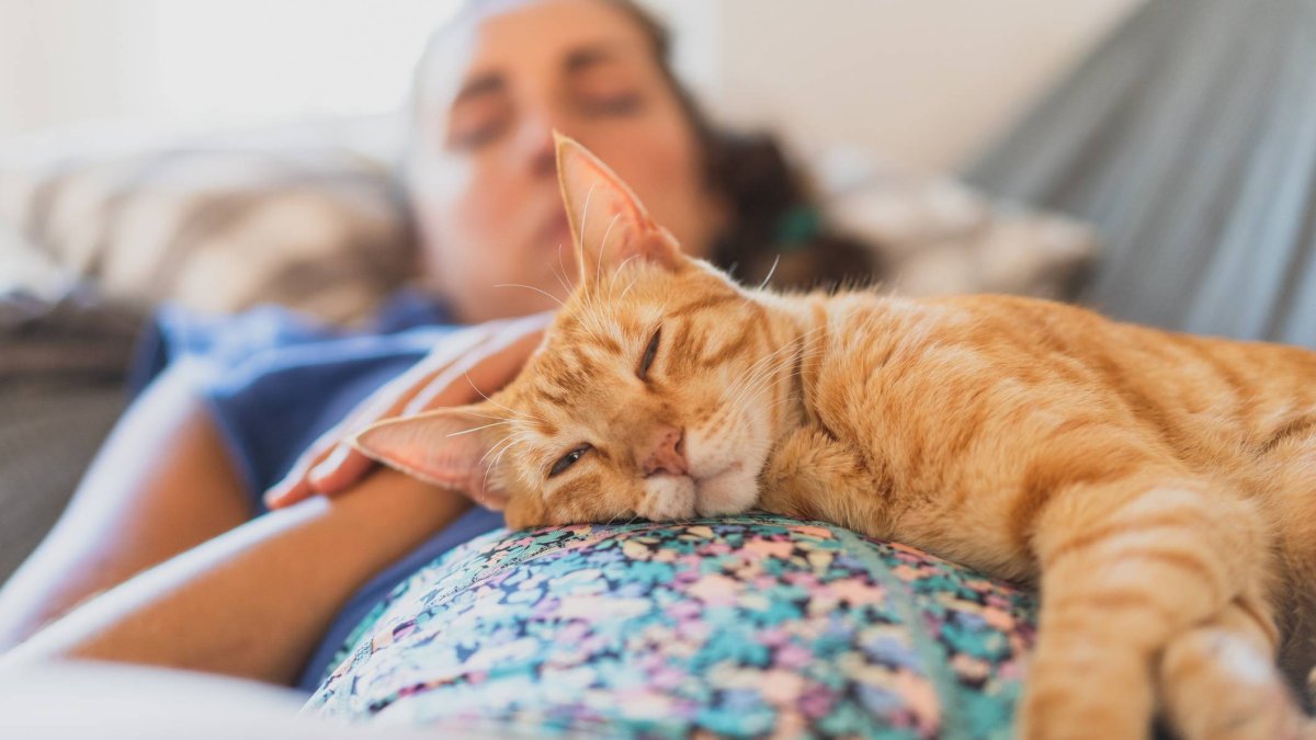 Tu gato podría estar reparando tu cuerpo mientras duerme sobre ti (y la ciencia lo respalda)