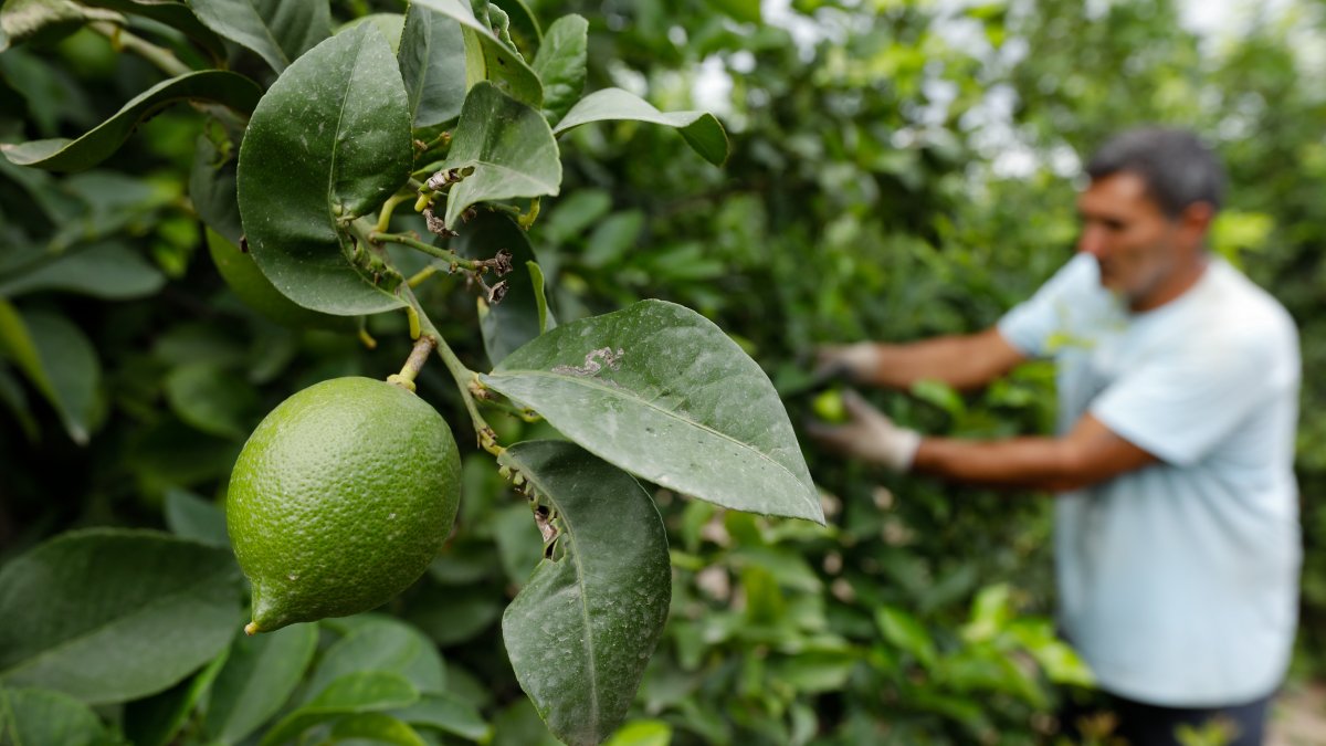21-04-21 Reportaje sobre la huerta murciana. Recogida de limones en la finca de Diego Muñoz Martínez en el paraje los cuadrones de Santomera. En la imagen el jefe de cuadrilla, Miguel Peñalver Navarro.