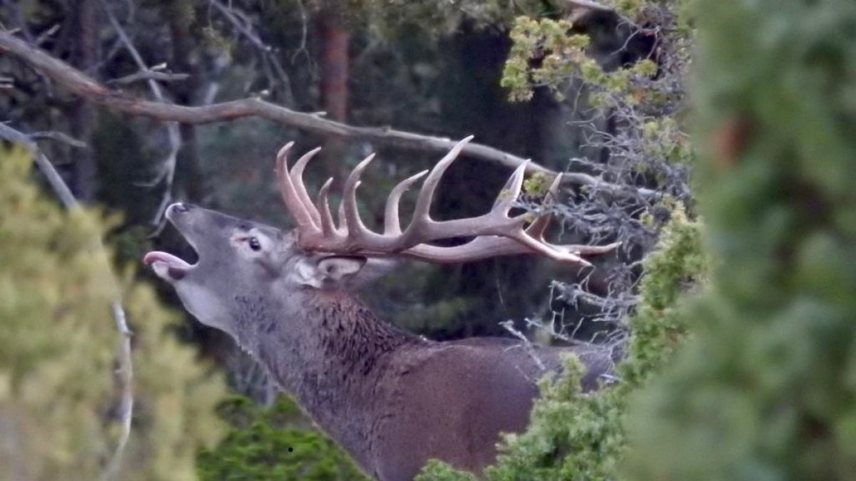 El huracán Gabrielle toca Andalucía en forma de borrasca y despiertan los instintos de la naturaleza salvaje