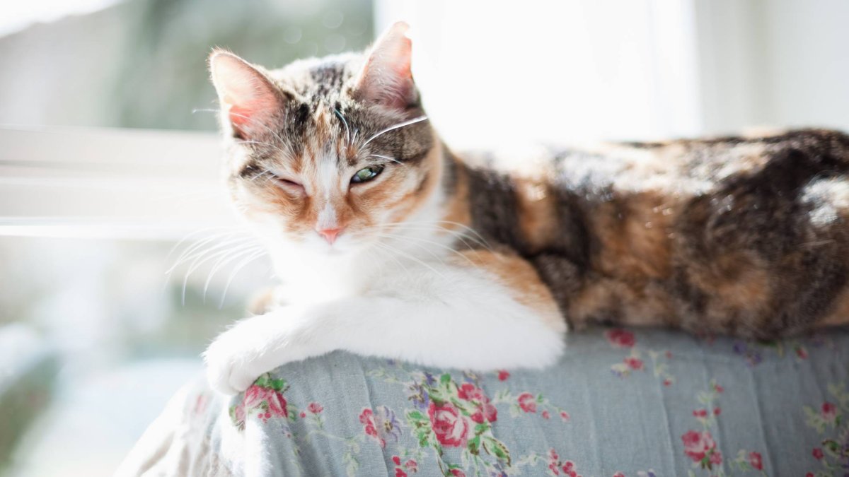 Lo que tu gato intenta decirte cuando parpadea lento (y por qué deberías responderle)