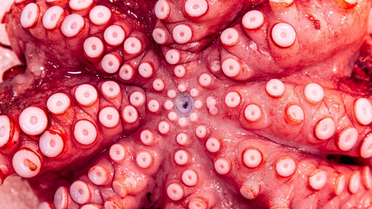 El truco infalible de los Hermanos Torres para que el pulpo quede tierno sin pasarte con la cocción
