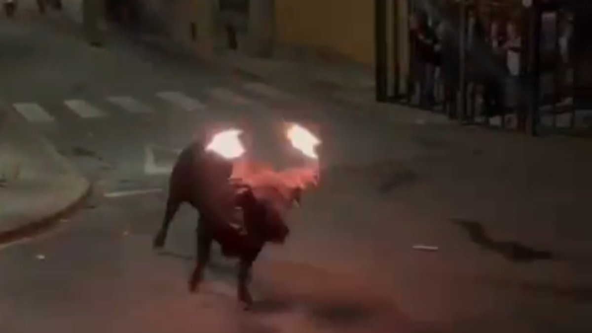 Caos en Jérica: un toro embolado rompe la barrera, huye y tienen que usar sedantes para capturarlo