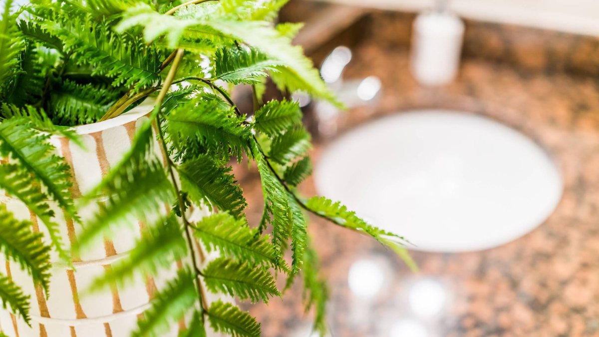 Novedad en Lidl: dos plantas colgantes perfectas si no tienes espacio y quieres transformar tu casa sin complicaciones