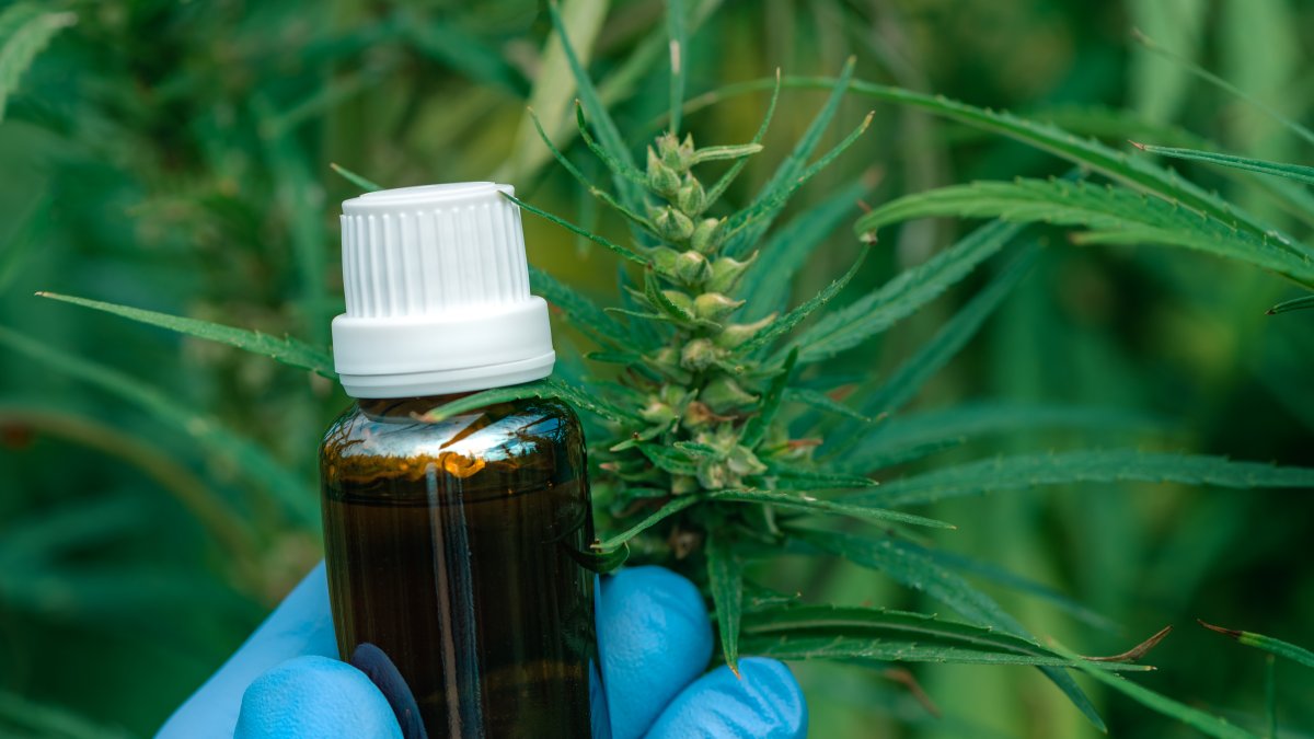 Cannabis no adictivo podría ayudar contra el dolor de espalda crónico, según un ensayo clínico