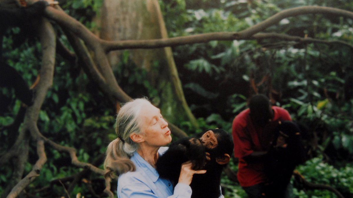 Jane Goodall lo cambió todo: la científica que borró la línea entre humanos y chimpancés