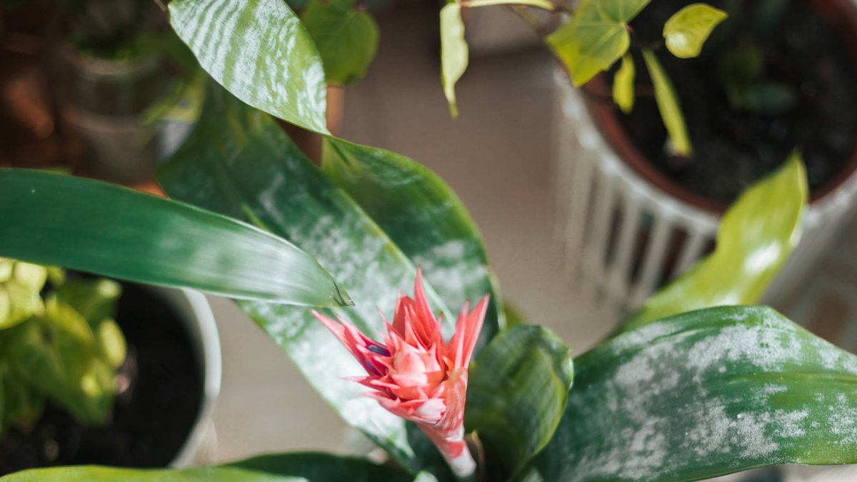 Ni temporal ni difícil: la planta tropical de Halloween de Lidl que podrás disfrutar todo el año sin esfuerzo