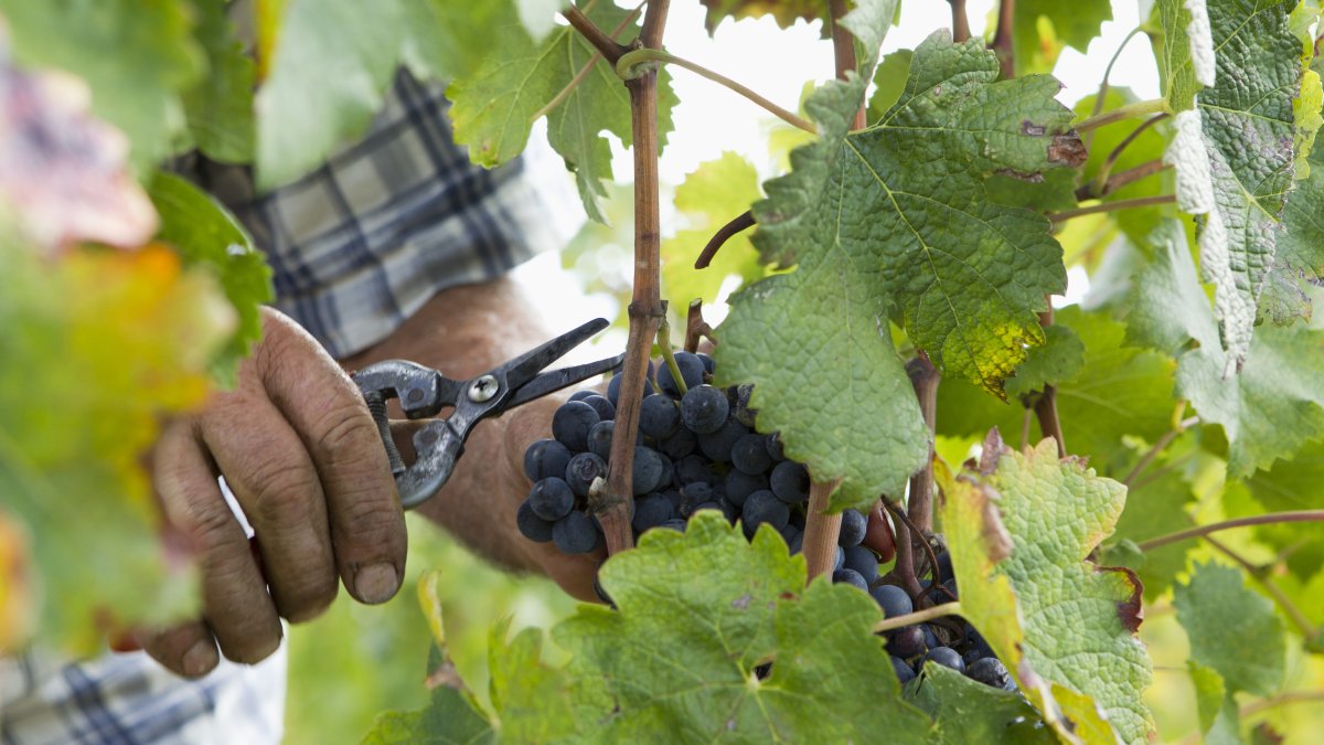 Así llega la vendimia a la Ribera del Duero soriana: menos hongos y más uva que en los dos últimos años