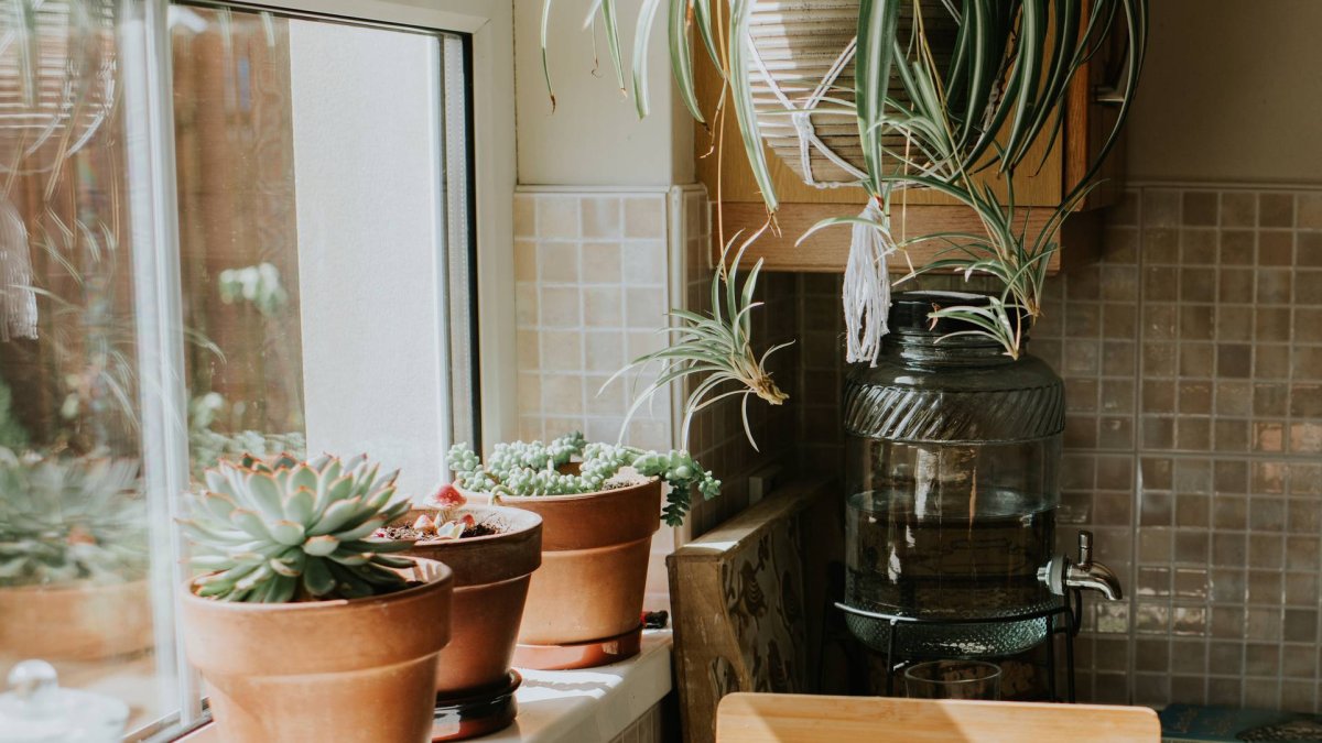 Hoy llegan a Lidl los cactus más bonitos que vas a encontrar por menos de 5 euros