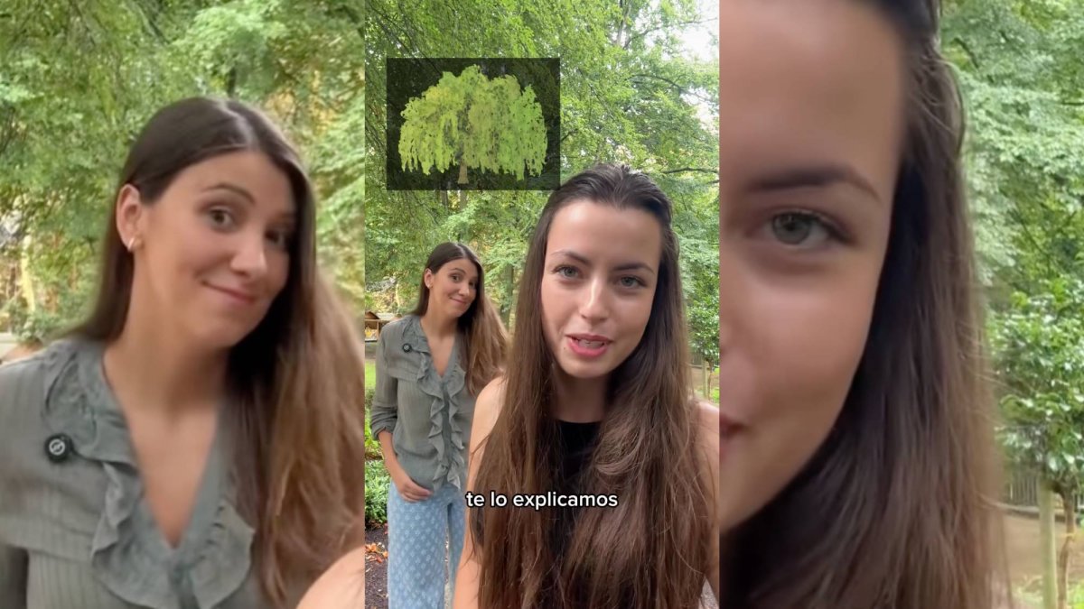 El árbol de parque que dio origen a la aspirina, según la farmacéutica Sandra Dubra (probablemente lo has visto hoy sin saberlo)