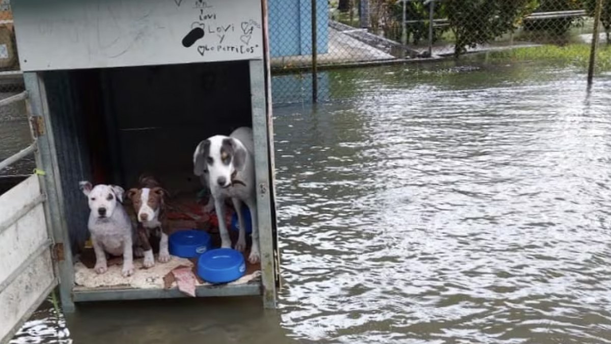 Los refugios de animales, los grandes olvidados del temporal Alice: piden socorro al estar inundados