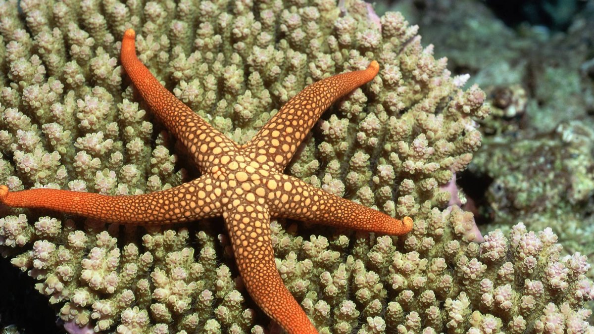 Científicos descubren que una bacteria destruye poblaciones masivas de estrellas de mar