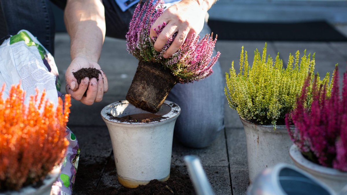No necesitas jardín: por 3€ esta planta de Lidl convierte cualquier rincón en un espectáculo de otoño