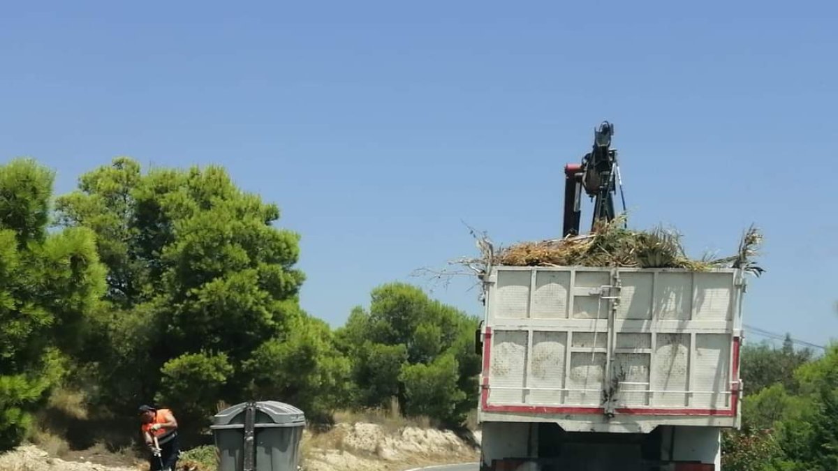 Recogida de poda en partidas rurales Alicante