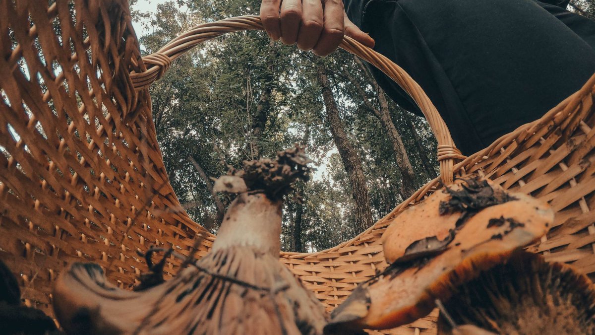 Las rutas micológicas son una forma perfecta de conectar con la naturaleza y disfrutar del otoño en los bosques españoles.