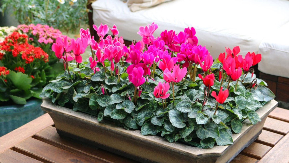 Una bandeja de ciclámenes en flor transforma instantáneamente una terraza o balcón en un rincón lleno de vida y color.
