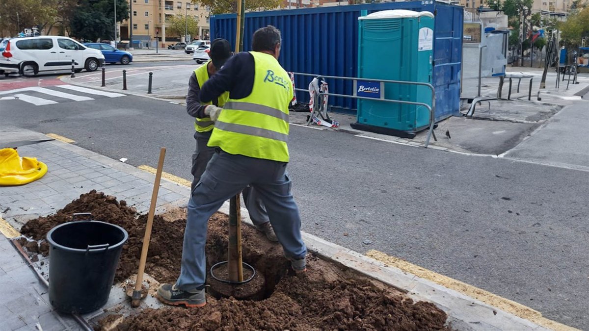 Plantación de arbolado en València