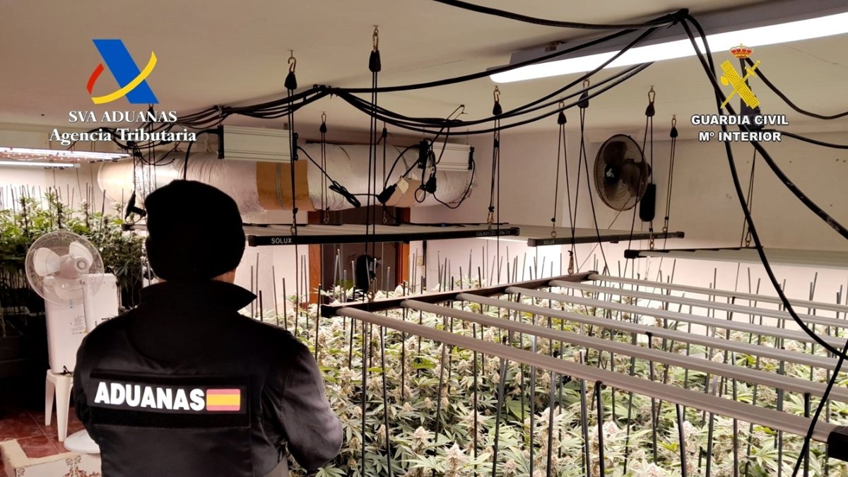 Plantación de Marihuana