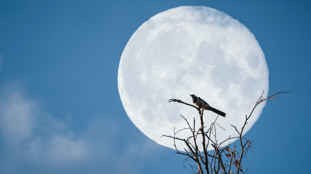 Superluna Castor