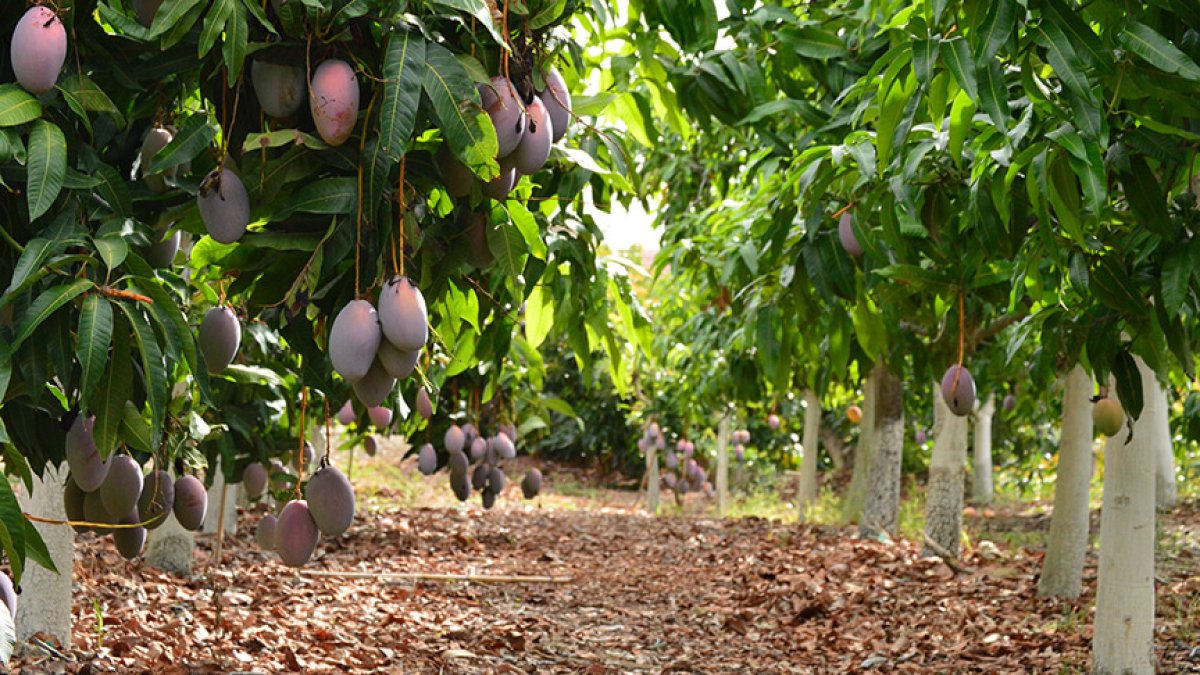 Cultivo de mango en la Axarquía, Málaga.