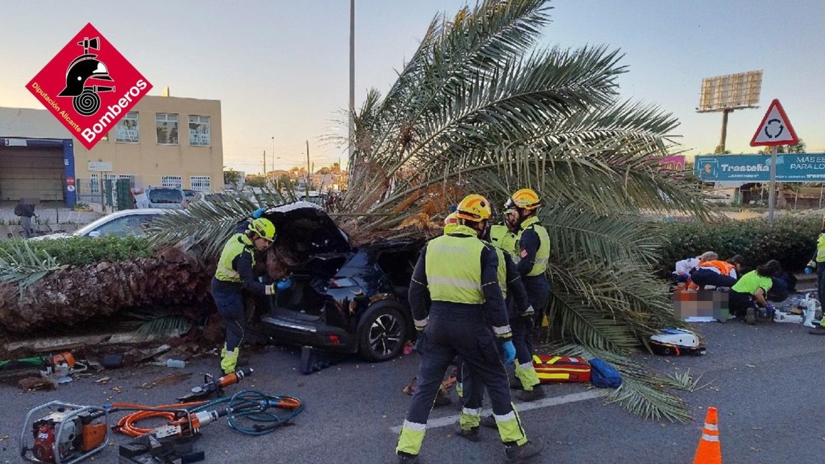 Muere un hombre al caer una palmera sobre su vehículo en la CV-905 en Torrevieja
REMITIDA / HANDOUT por CONSORCIO PROVINCIAL BOMBEROS ALICANTE