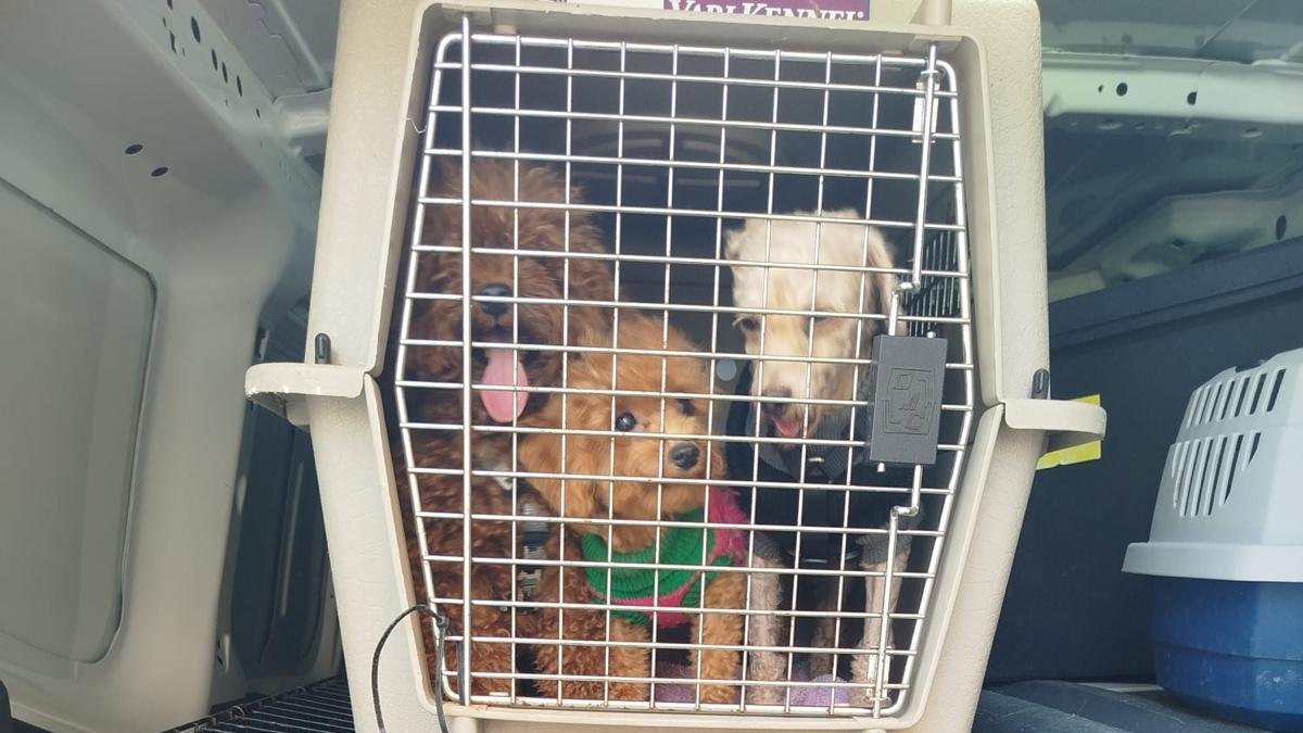 Perros interceptados en un piso de Valencia