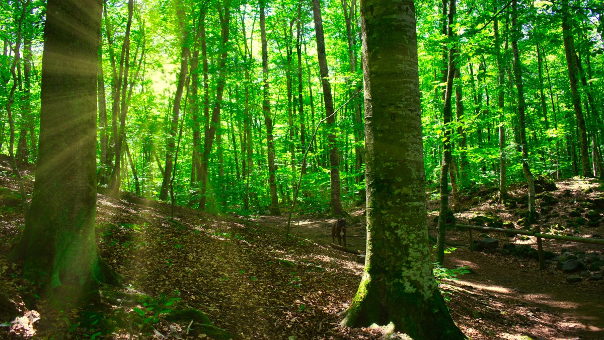 Fageda d’en Jordà (Girona)