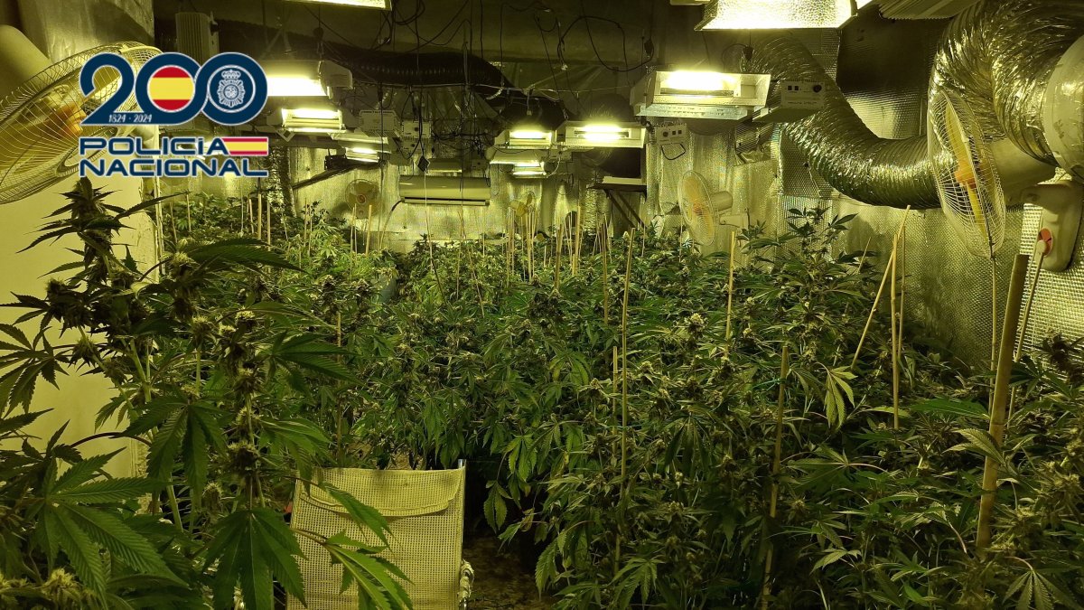 Droga intervenida por la Policía Nacional en Orihuela.