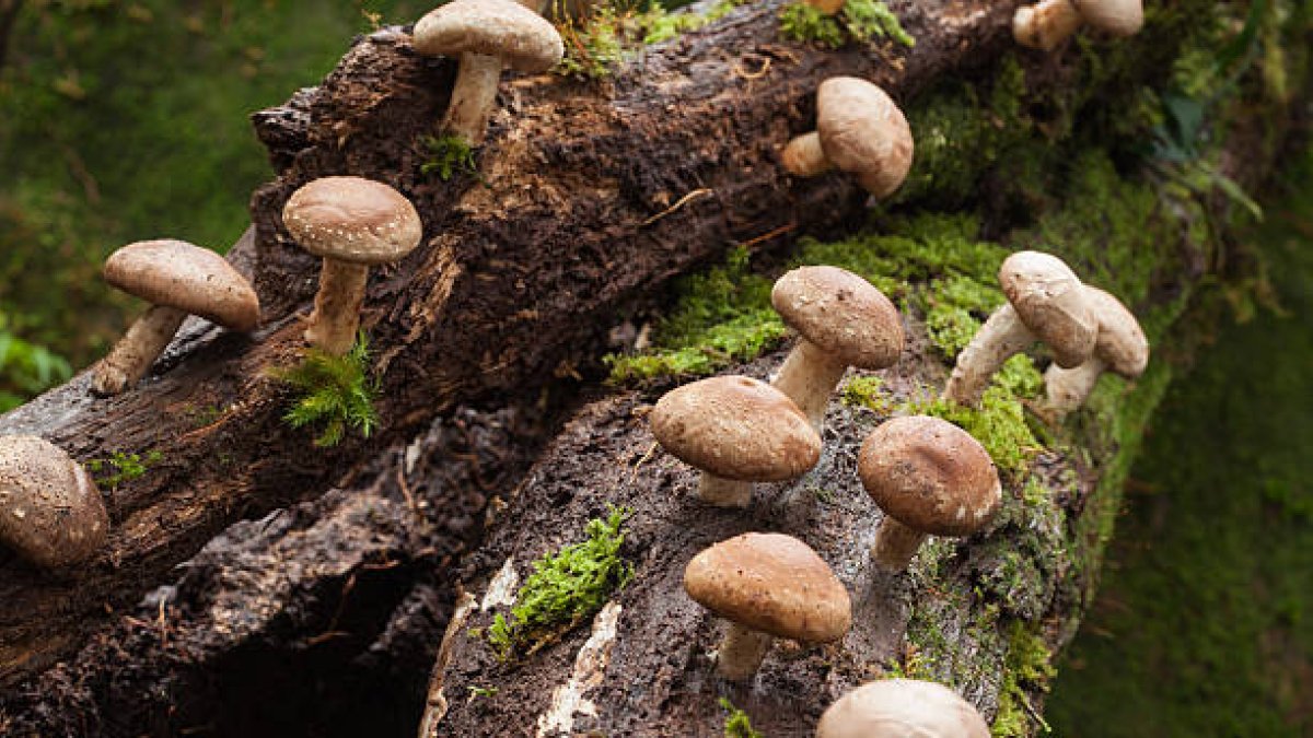 Shiitake mushroom growing on tree
