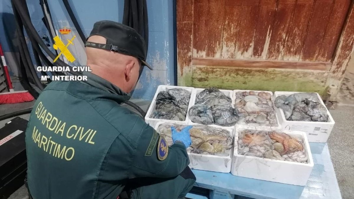 Pulpo intervenido por la Guardia Civil