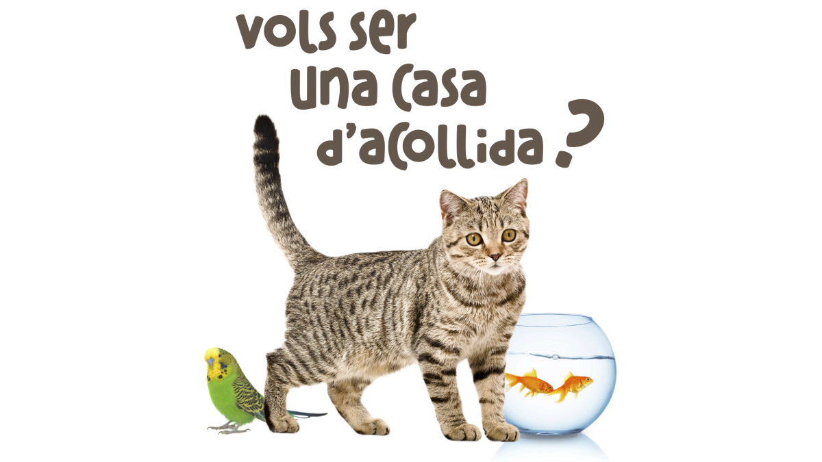 Cartel de la campaña para acogida temporal de mascotas.