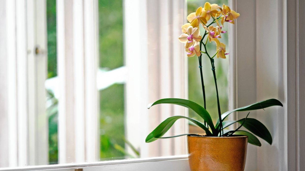 Una orquídea bien ubicada puede transformar por completo cualquier rincón de casa, incluso en invierno.