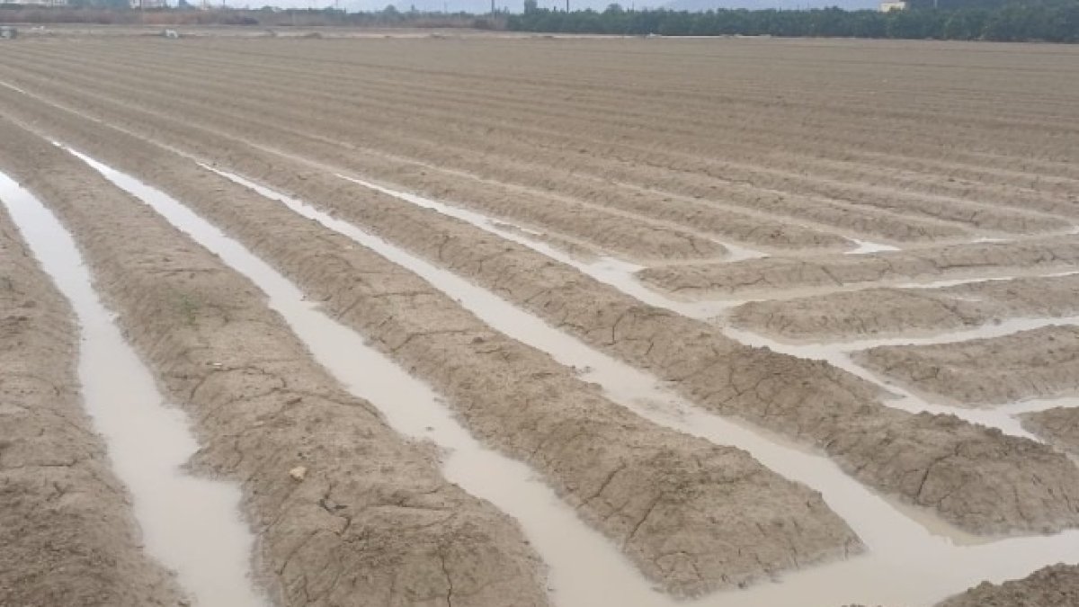 Asaja Alicante valora las últimas lluvias como un regalo para el campo. 