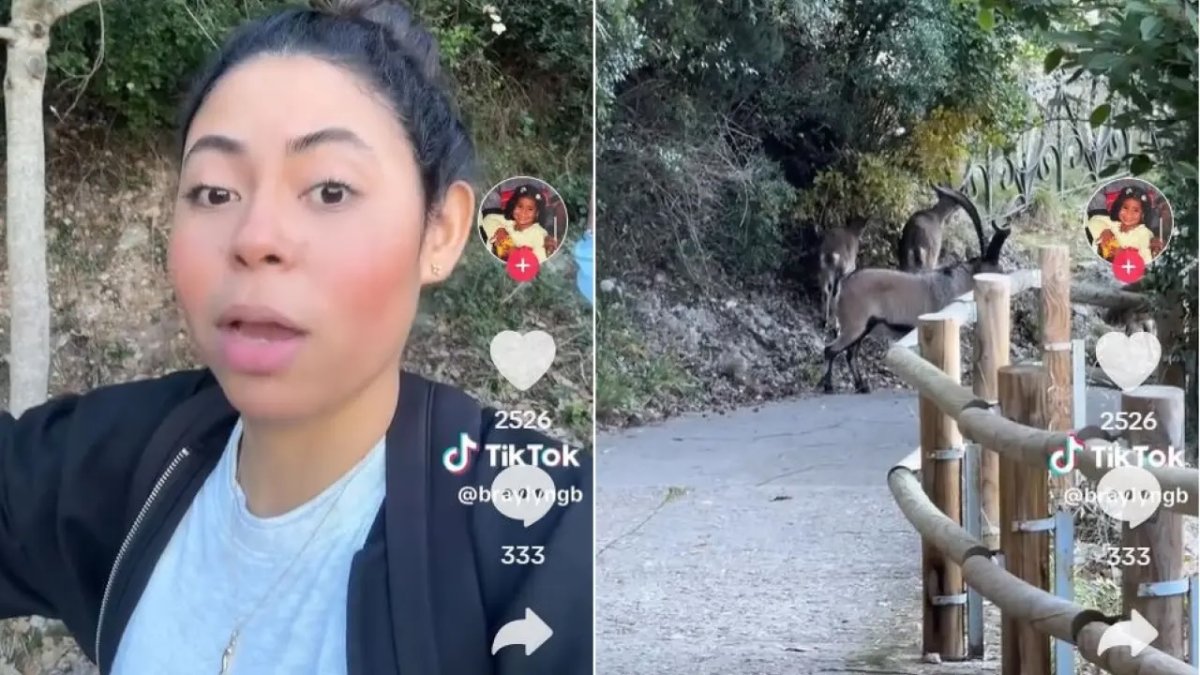 La influencer y el rebaño de cabras. La vida puede ser dura