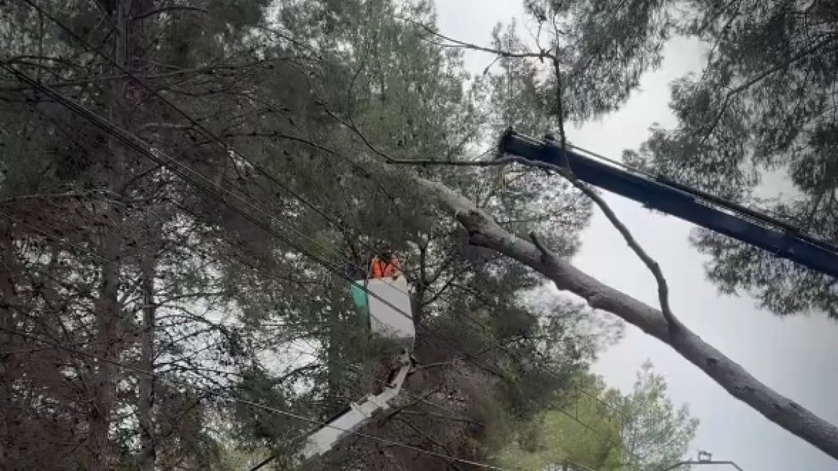 Restablecida la circulación de metro entre Paterna y La Canyada tras caer un árbol en Font del Barranc