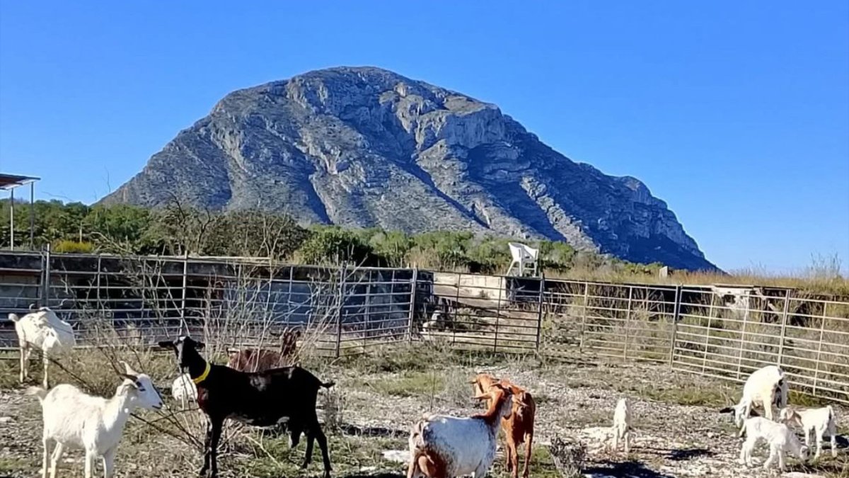 Xàbia refuerza la prevención de incendios con pastoreo ecológico en la Plana del Montgó