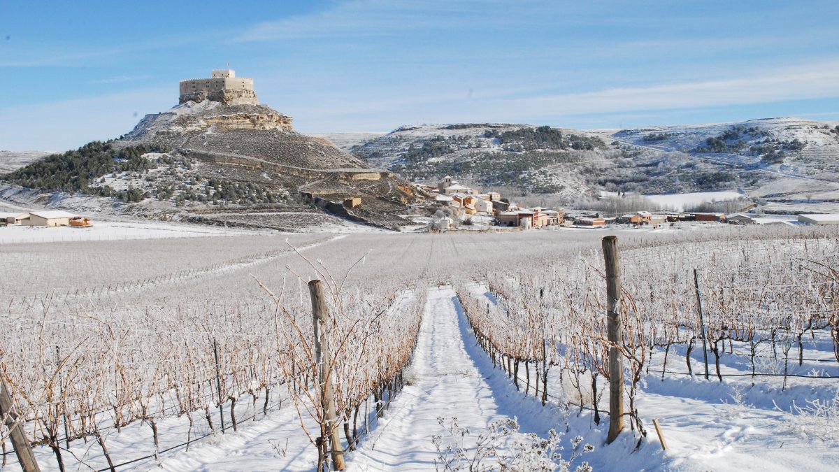 Viñedos nevados de Comenge con el Castillo de Curiel de Duero al fondo.