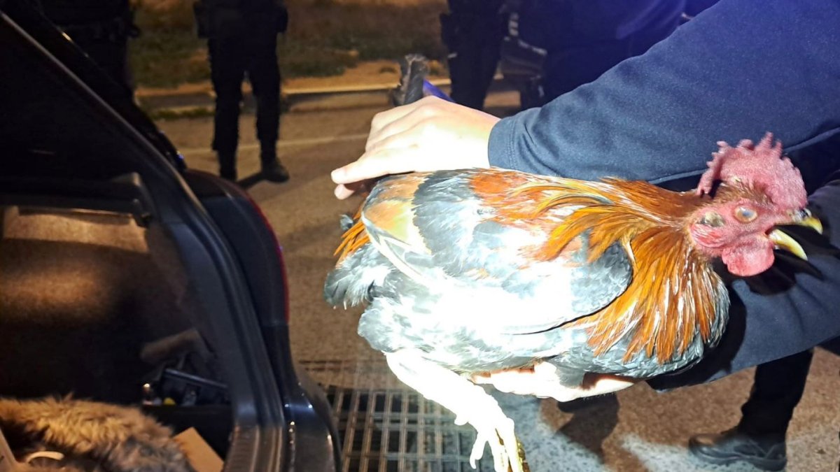 Uno de los gallos intervenidos durante la operación de la Policía Local de Elche.