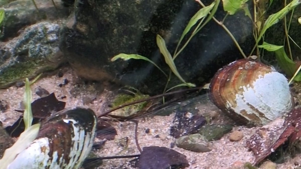 Petxinots del Oceanogràfic