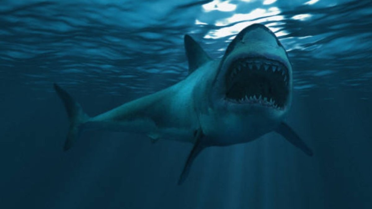 Tiburón blanco