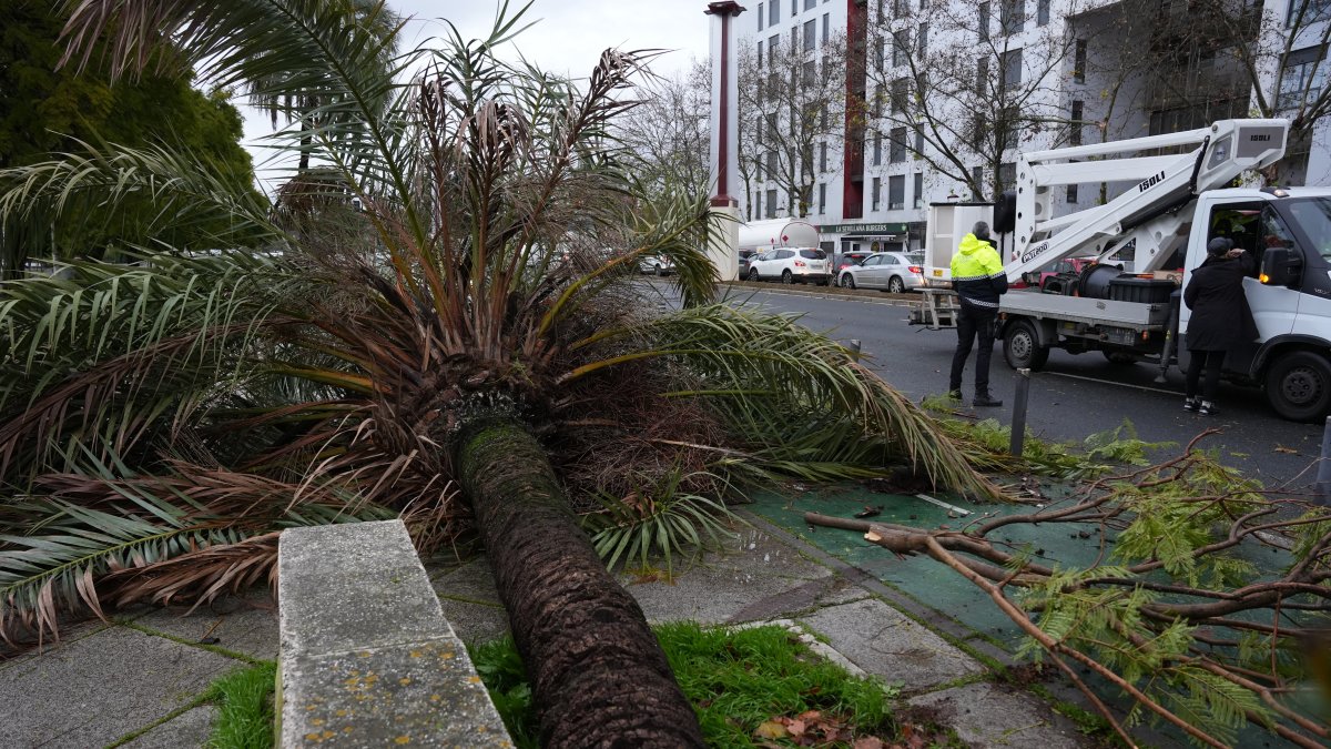 Una palmera caída en Sevilla durante el tren de borrascas.