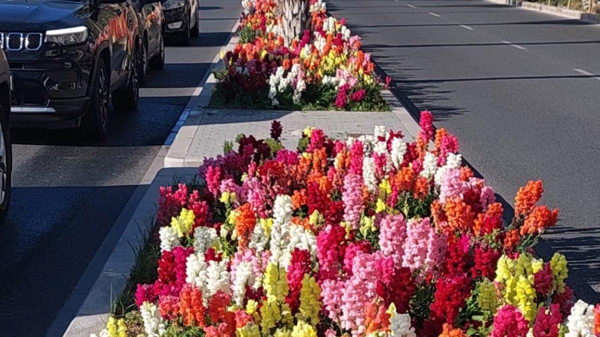 Planteles de flores en el Paseo del Puerto.