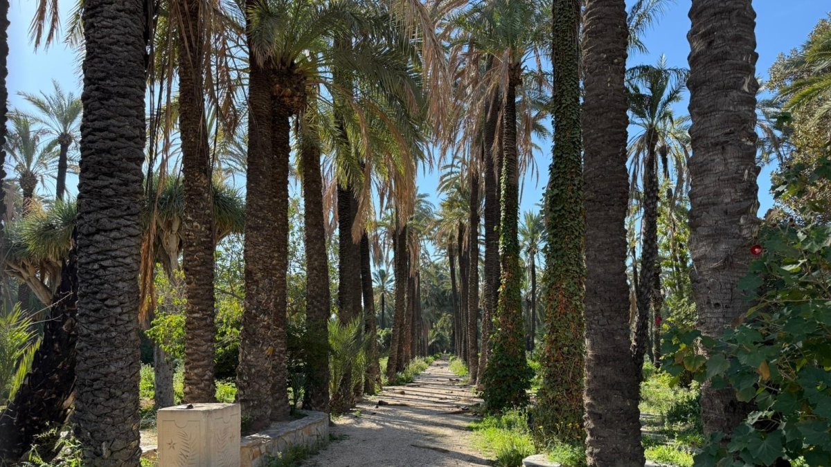 Elche quiere recuperar el Hort del Gat como Centro de Interpretación del Palmeral.