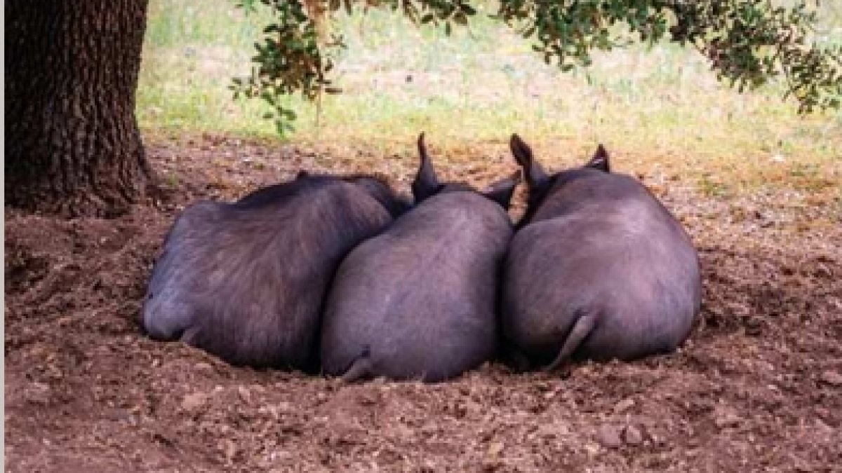 Cerdos ibéricos españoles descansan en una dehesa y contribuyen a la felicidad de todos nuestros compatriotas.