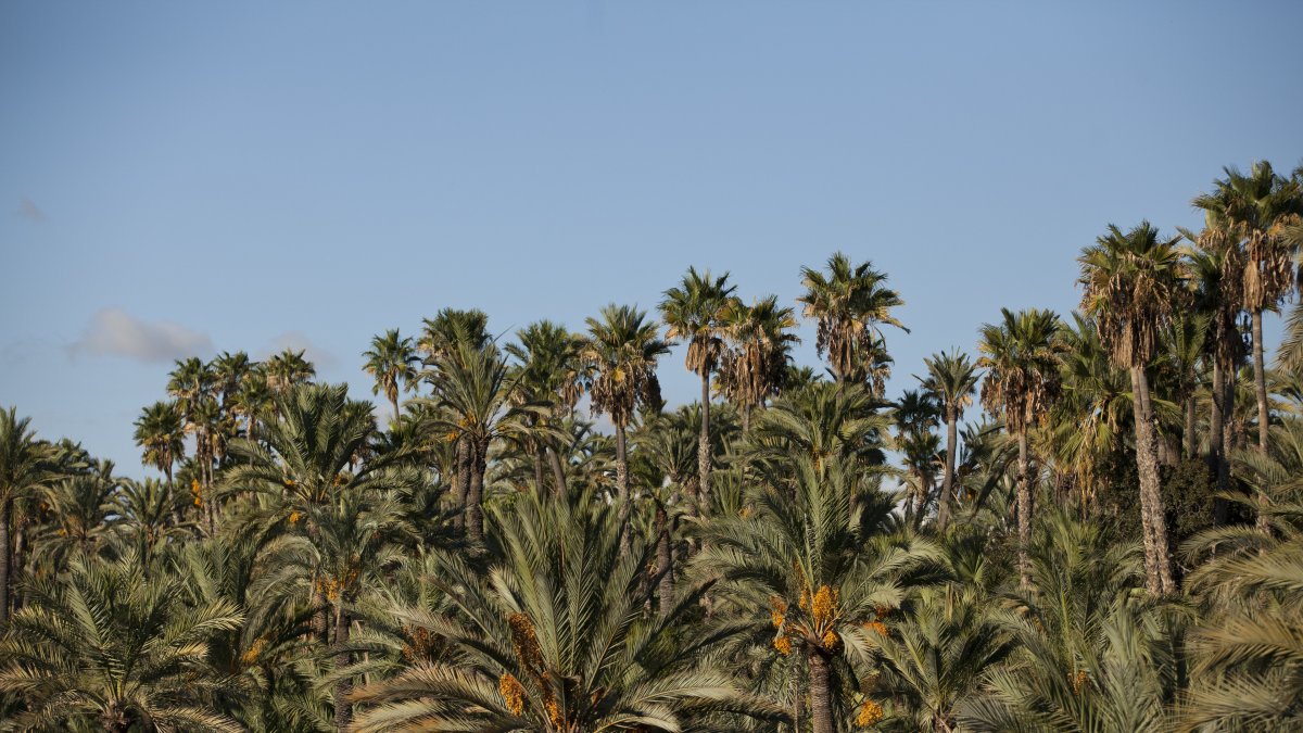 Palmeral de Elche.