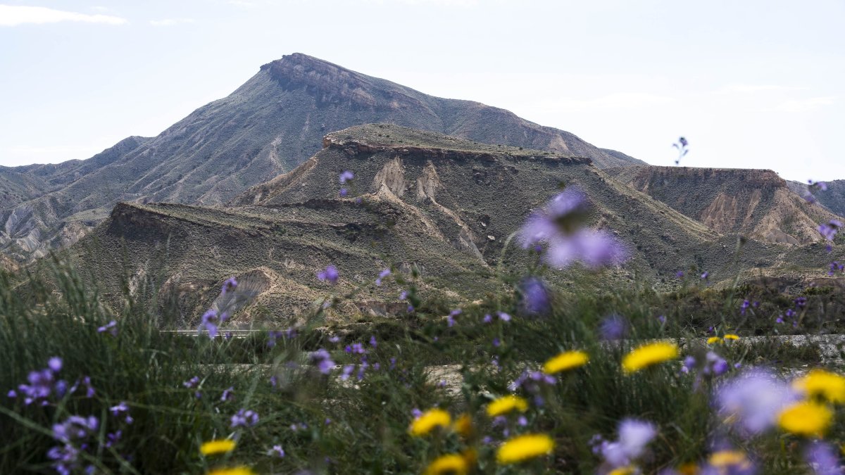 Inusual imagen del desierto de Tabernas en Almería lleno de flores.