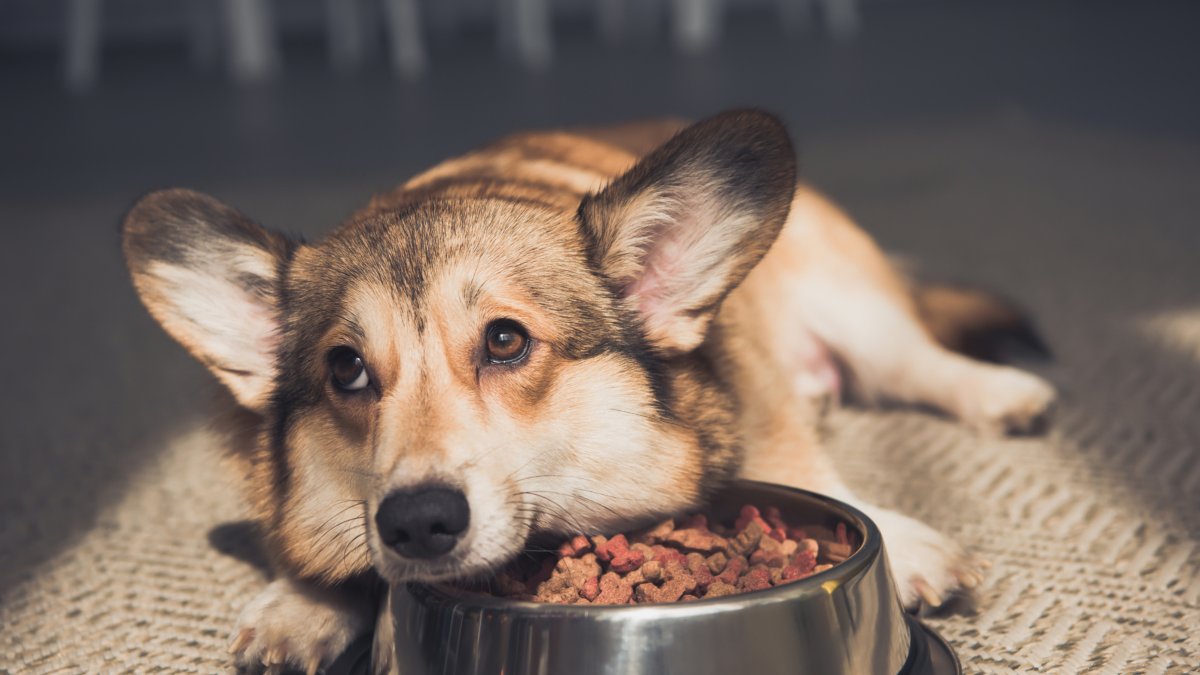 Foto de archivo. Un perro junto a su comida solo en casa.
